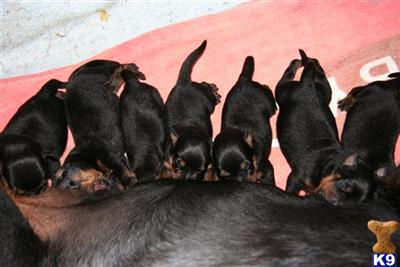 Rottweiler Puppies in FL